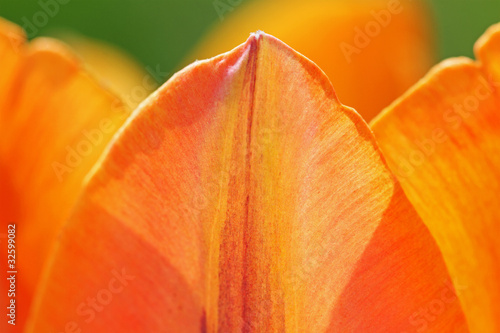 Part of tulip.
