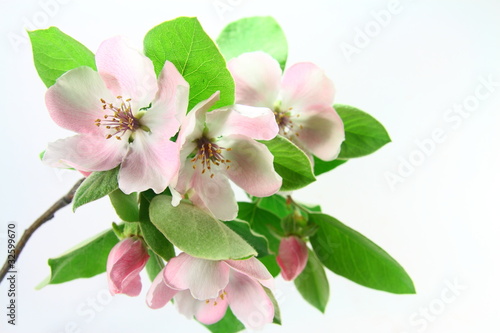 branch of a flowering quince on a white background