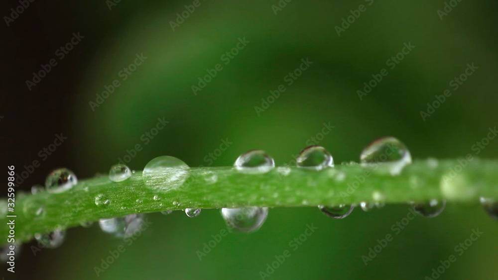 Raindrops on the flower stalk. Raindrops on the flower stalk.