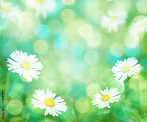 Daisies spring background