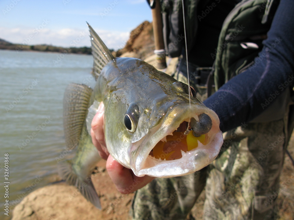 Obraz premium Fish