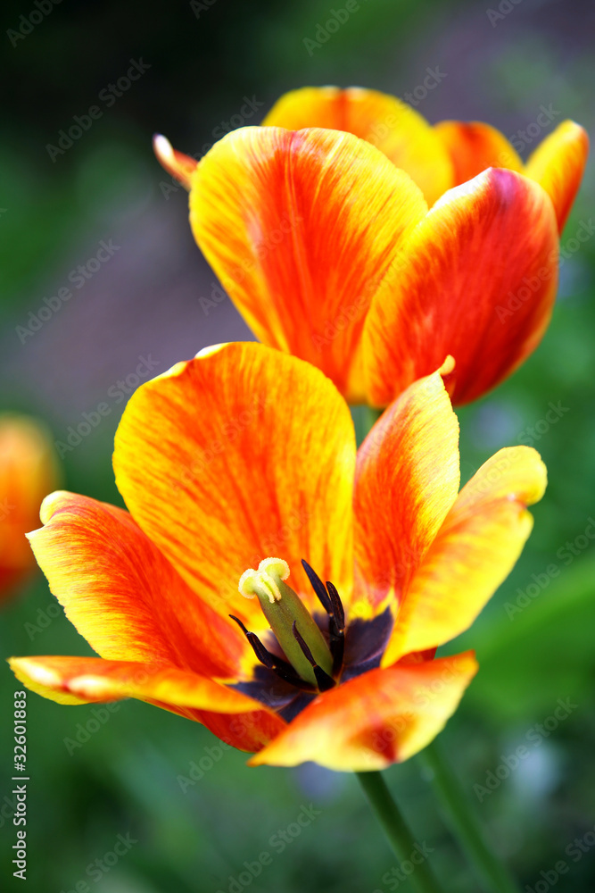 Opening spring flower in the garden Opening spring flower in the garden