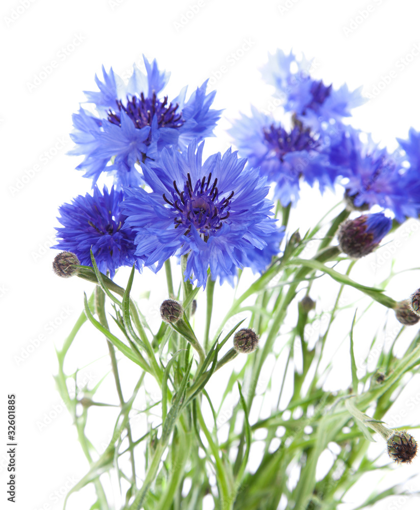 Fototapeta premium cornflower