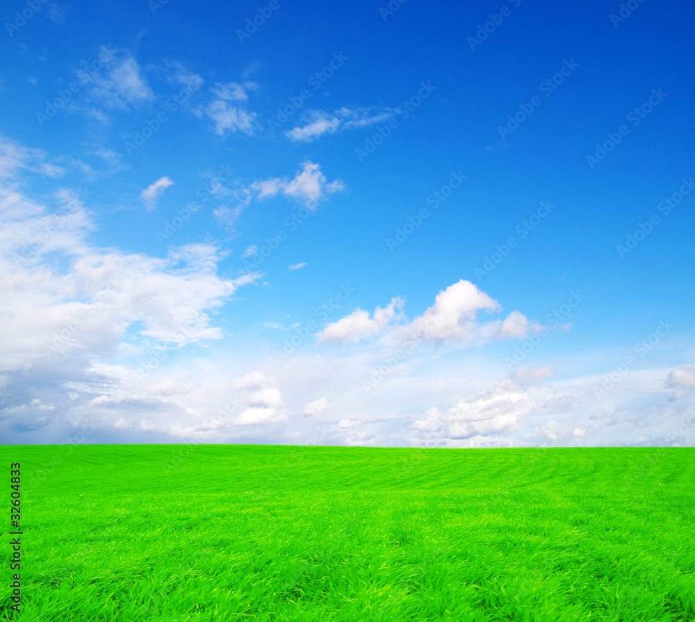 Fototapeta premium field