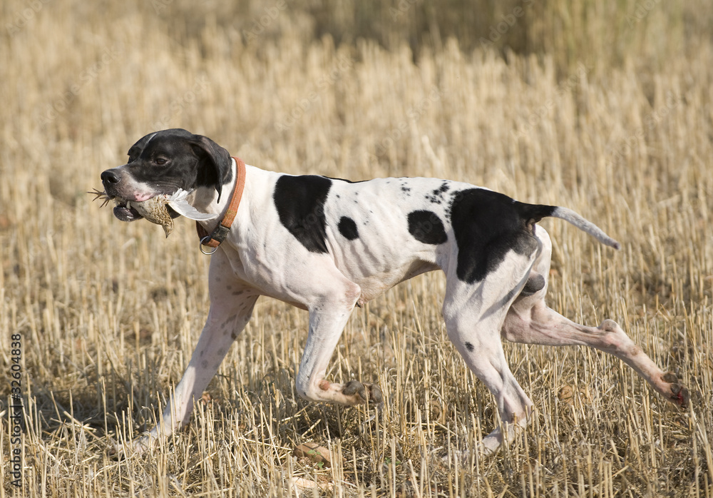Pointer with quail