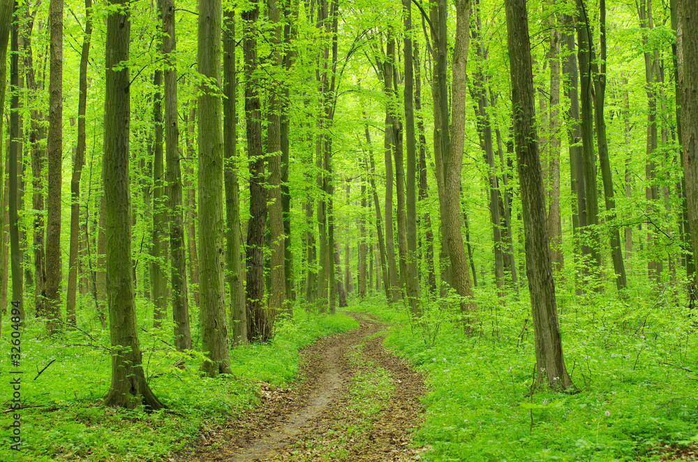 Obraz premium zielony las