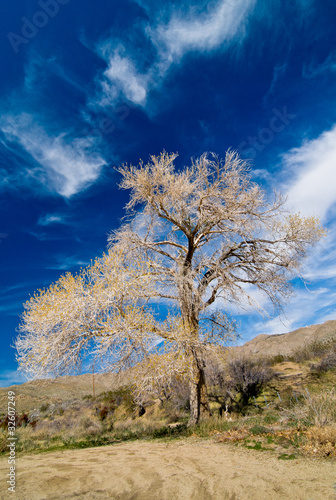 Desert tree