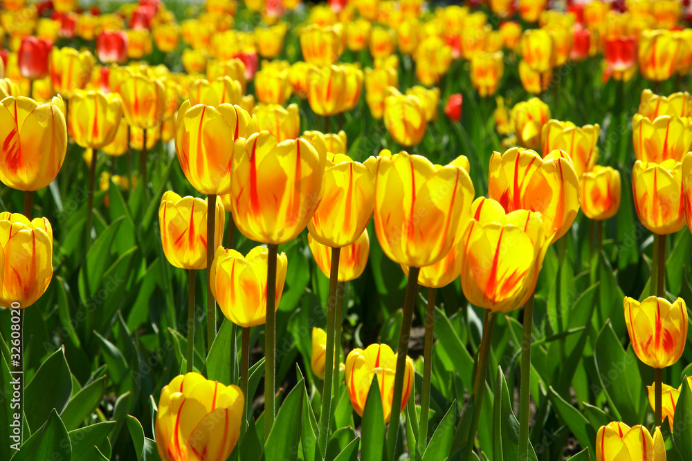 Field of yellow spring tulips in sunlight Field of yellow spring tulips in sunlight