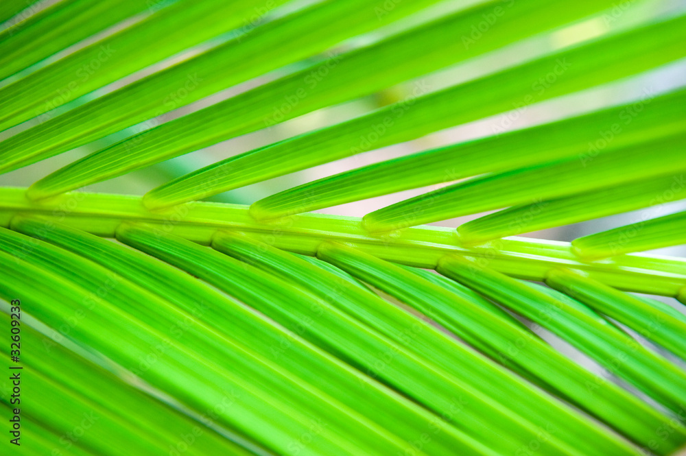palm leaf texture palm leaf texture