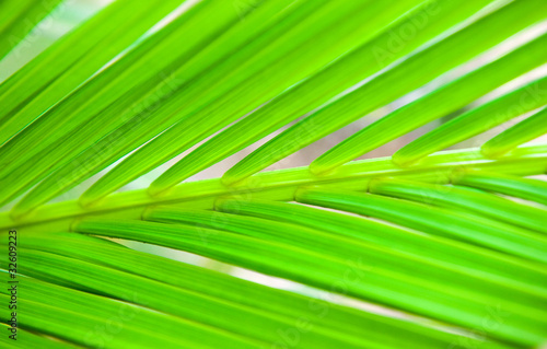 palm leaf texture