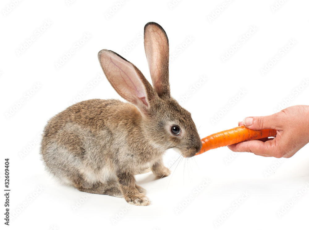 Happy New Year of rabbit