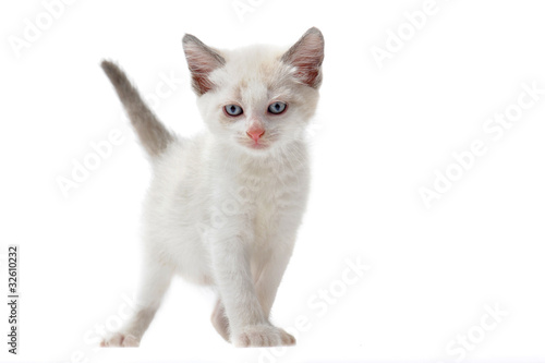 chaton blanc