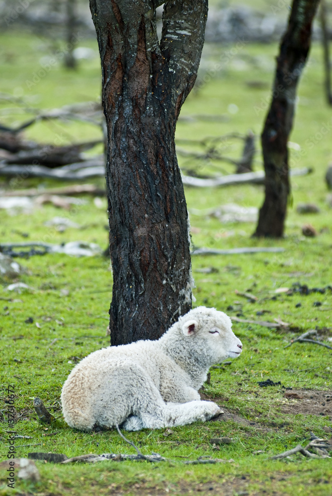 Lamb resting under tree in paddock Lamb resting under tree in paddock