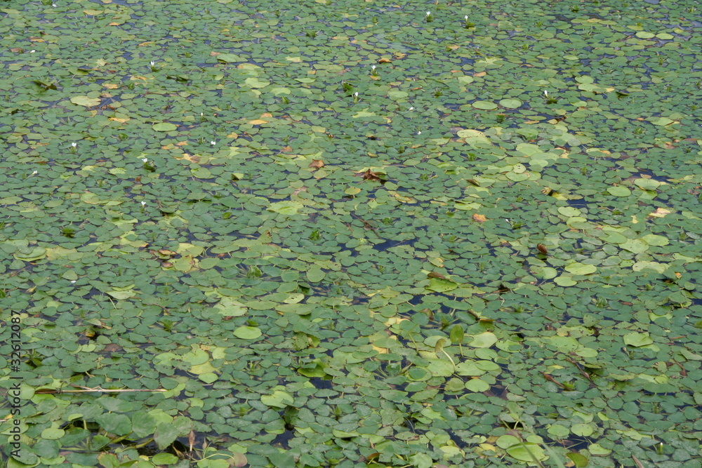 水草 水草