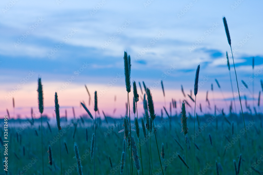 Obraz premium evening in steppe