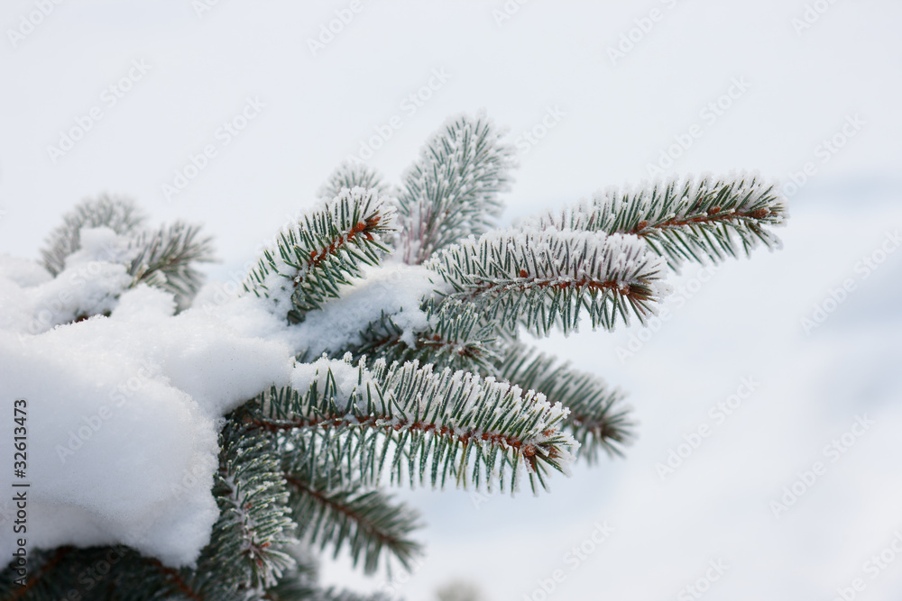 Spruce in the snow on a frosty day