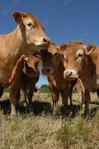 vache limousine