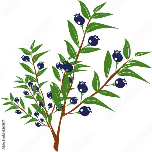 mirto