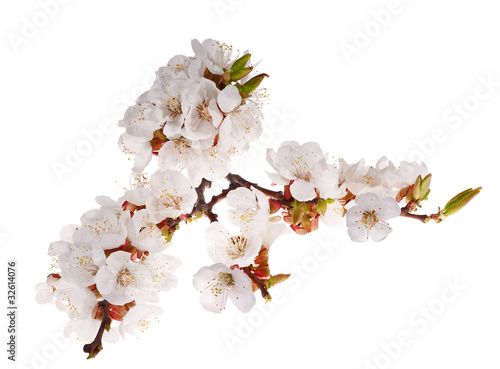 lot of cherry-tree flowers on branch