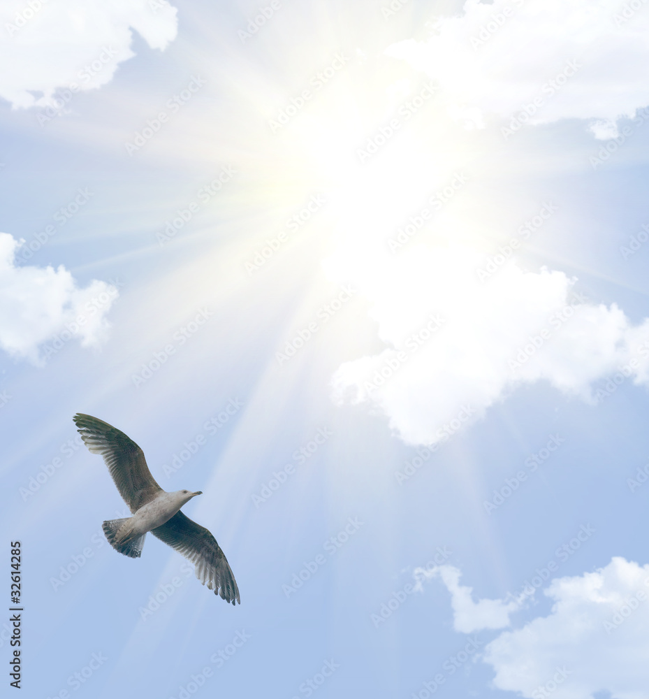 Naklejka premium big seagull in cloud sky