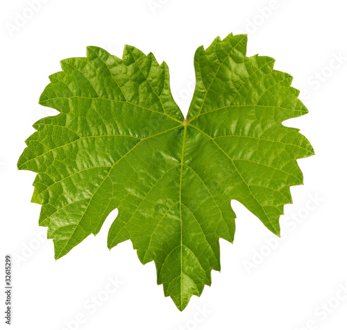 Grape leaf isolated on white background  clipping path included