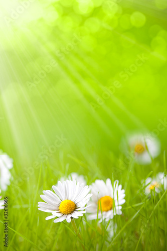 Summer flowers - daisy on green background