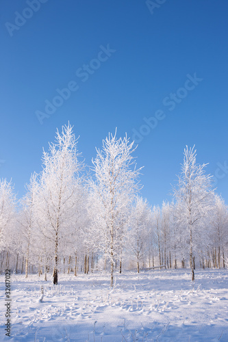Birch trees on a sunny winter day