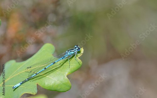 Oak leaf with a Azure Bluet damselfly with room for text