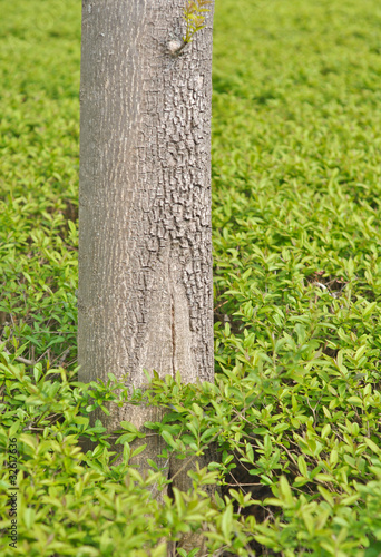 trunk of a tree against a background of green foliage