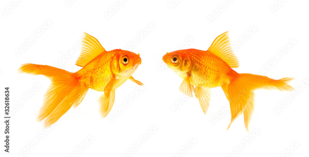 Fototapeta premium Goldfish