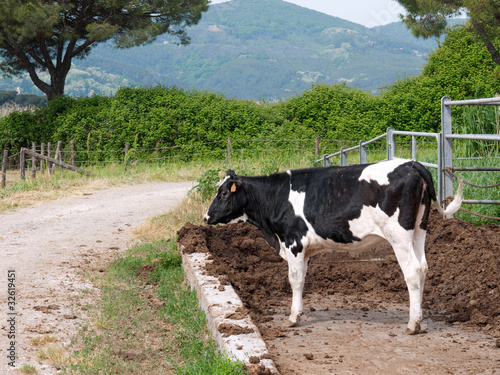Young Holstein Friesian calf