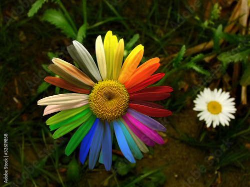 Colorful daisy