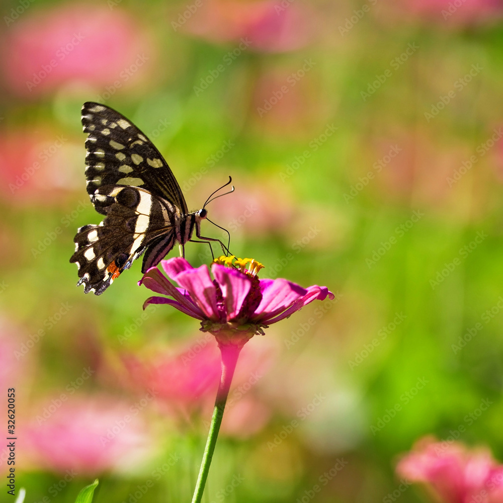 Fototapeta premium Beautiful butterfly in the Lake Manyara National Park, Tanzania