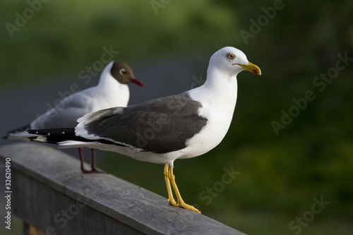 Seagull photo