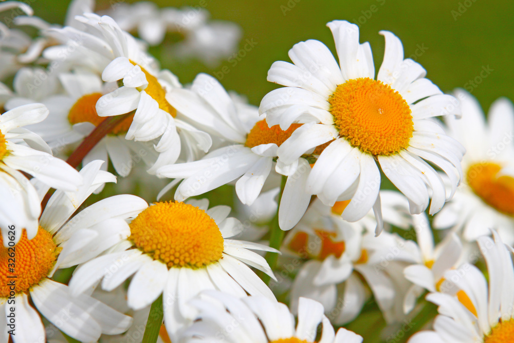 Obraz premium Margeriten