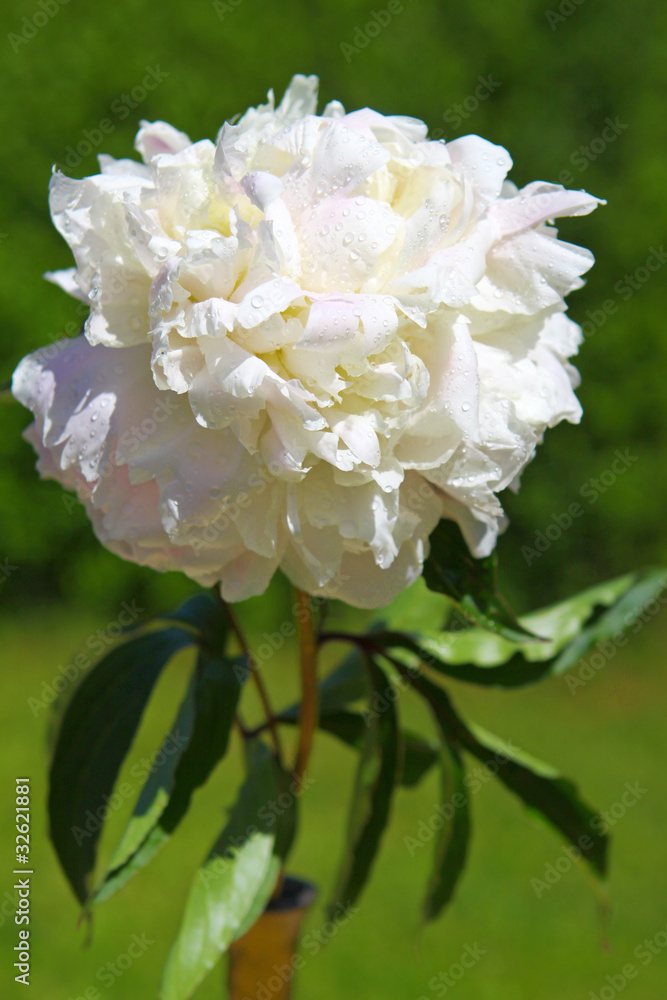 Weiße Pfingsrose Weiße Pfingsrose