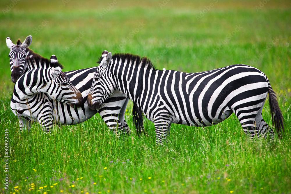 Zebras in the Serengeti National Park, Tanzania Zebras in the Serengeti National Park, Tanzania