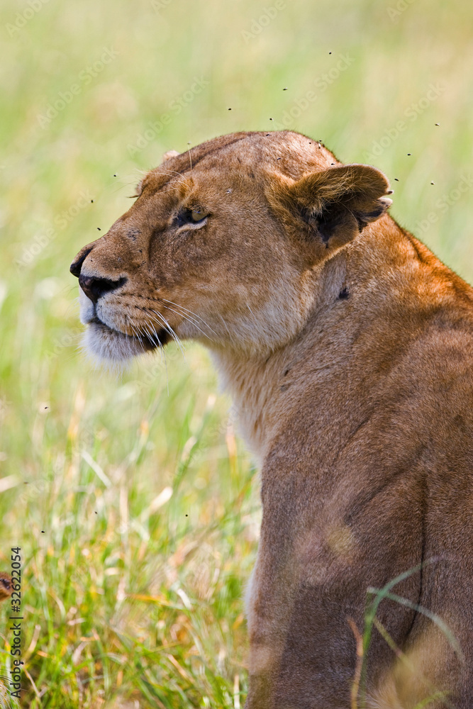 Lioness in the Serengeti national park, Tanzania