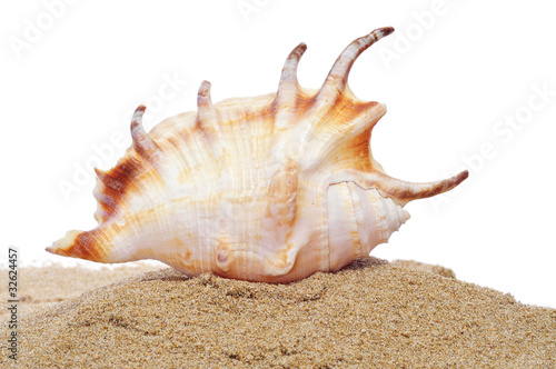 conch in the sand