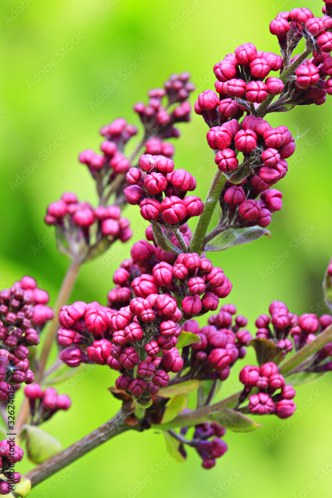 Bunch of Lilac buds. Bunch of Lilac buds.