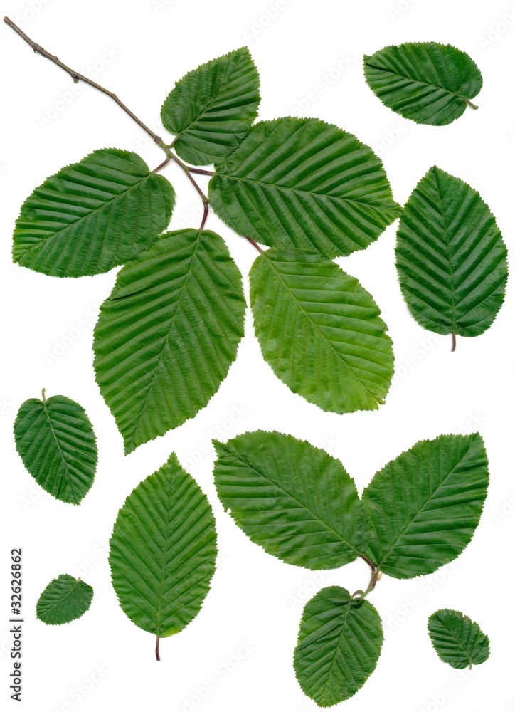 leaves of horn beam tree leaves of horn beam tree