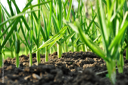 Garlic vegetable growing agriculture