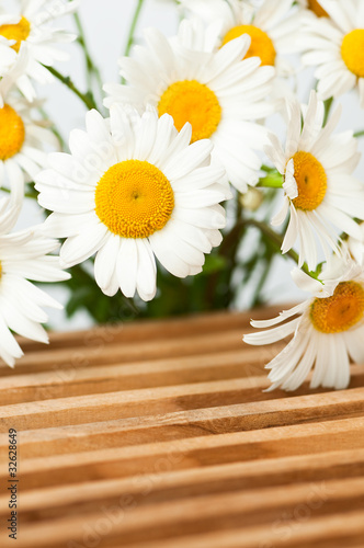 Margeriten  Leucanthemum vulgare  Sommer  Blumenstrau  