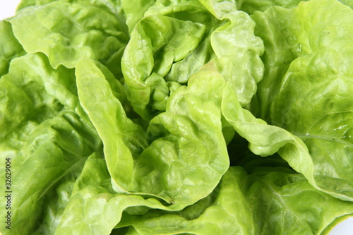 Lettuce in close up