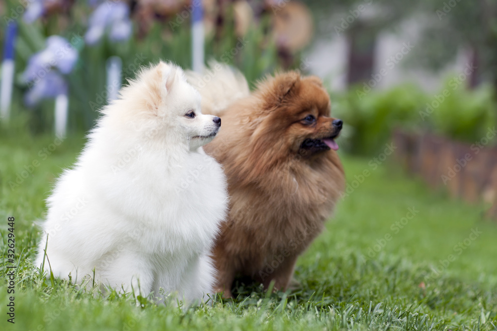 Two playing spitz Two playing spitz