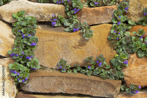 rock and creeping charlie