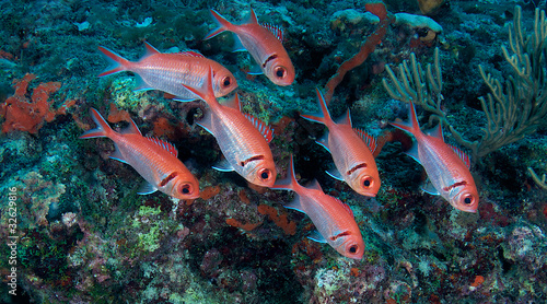 Blackbar Soldierfish hovering in front of a coral reef. photo