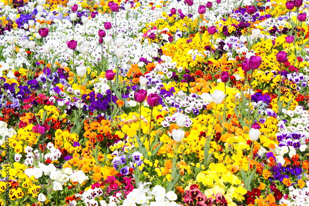 Blumenpracht