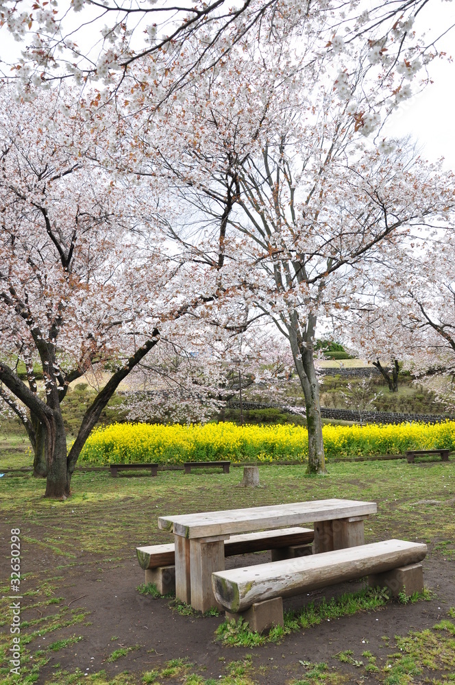 春の公園 春の公園