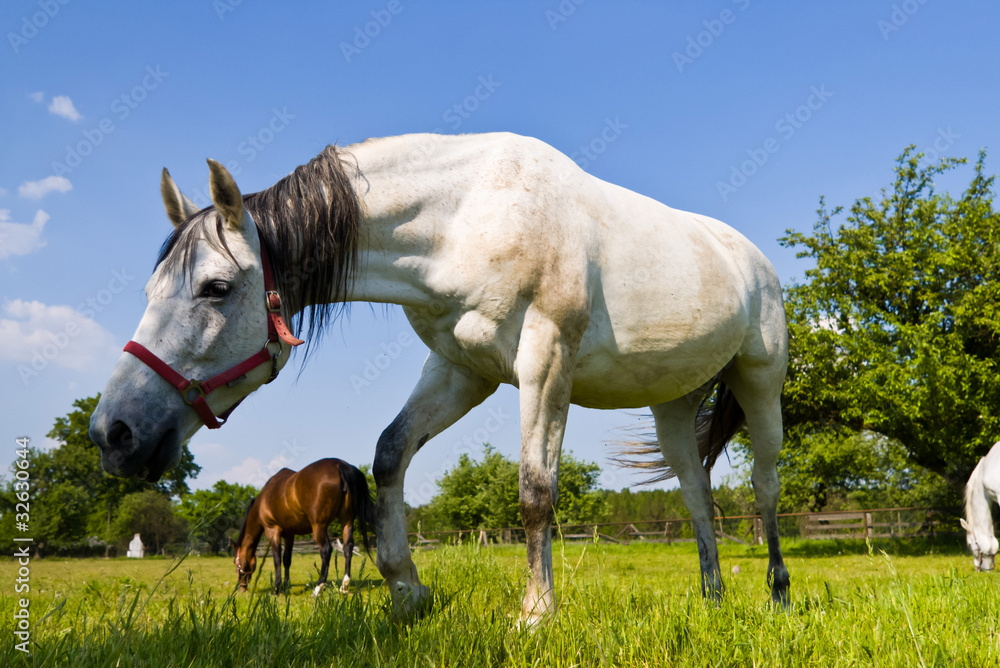 Obraz premium horse